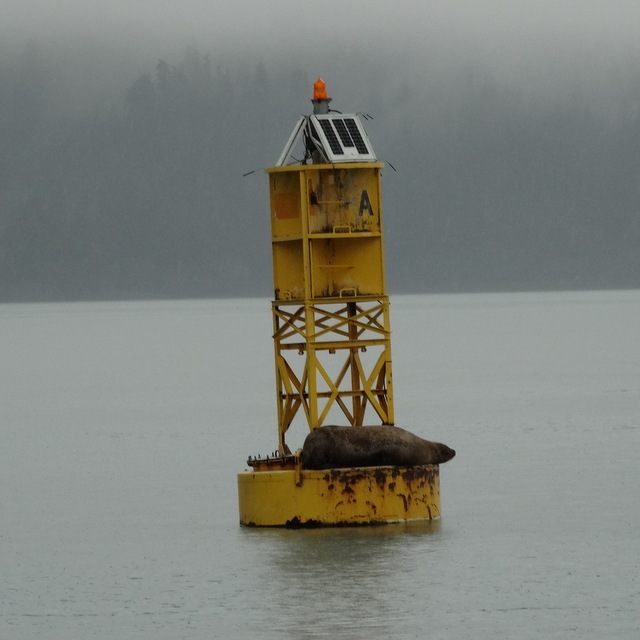 Stellar sea lion on a buoy