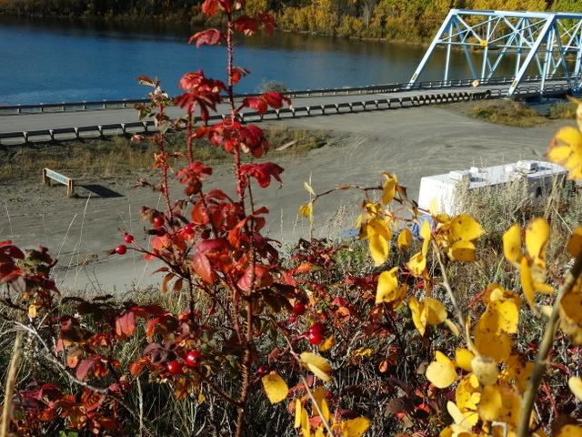 Autumn berries and leaves at the Yukon River