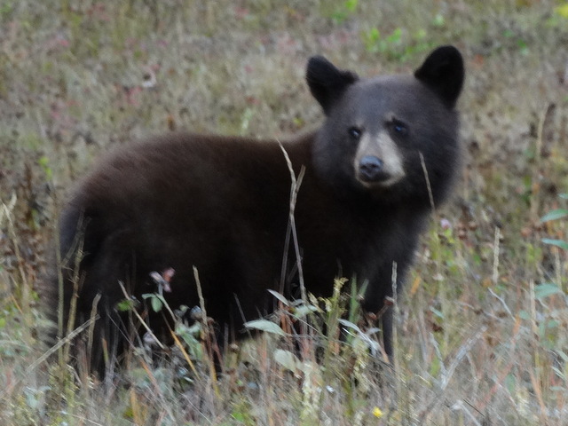 Adorable bear cub