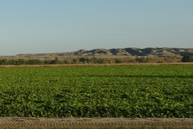 Sugar beet fields?