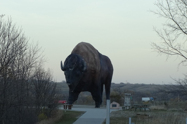 World's largest buffalo