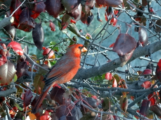 The morning cardinal