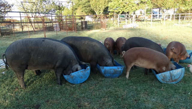 The pigs feeding their faces