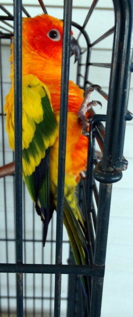 Sunshine is the most beautiful bird I've ever seen!