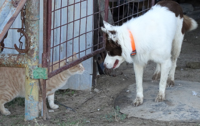 The feral cat with Willie, the herd dog