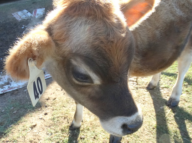 Bilbo Baggins - the calf we helped get to his mama yesterday let us pet him today!