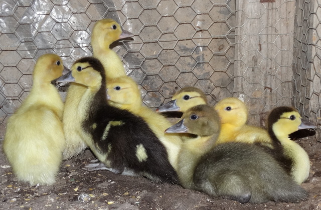 ...and their cute ducklings