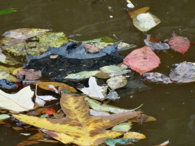 Autumn leaves on the water