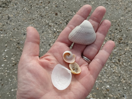 Dainty shells