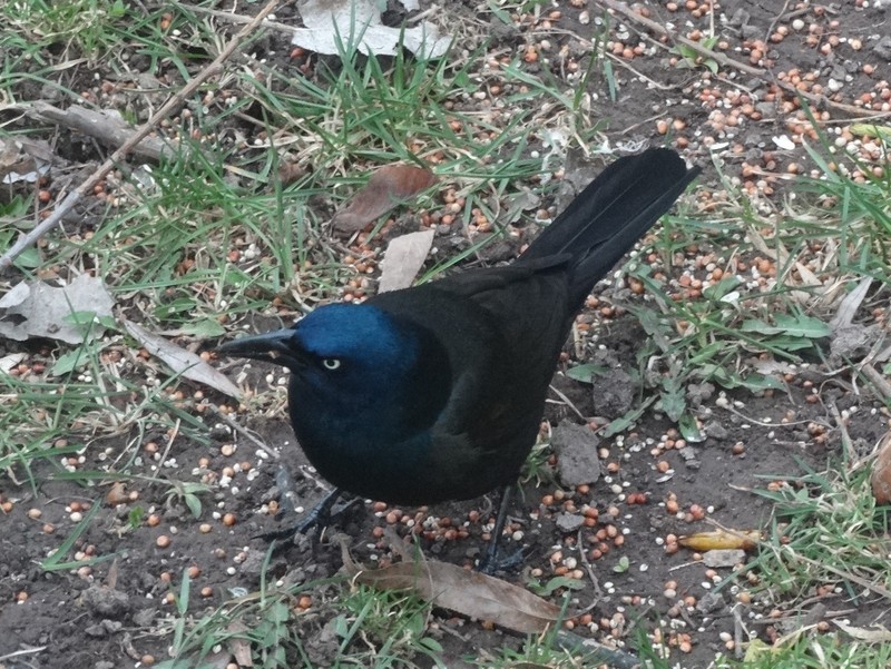 This angry looking fellow has a shiny teal-colored head and neck.  What is he?