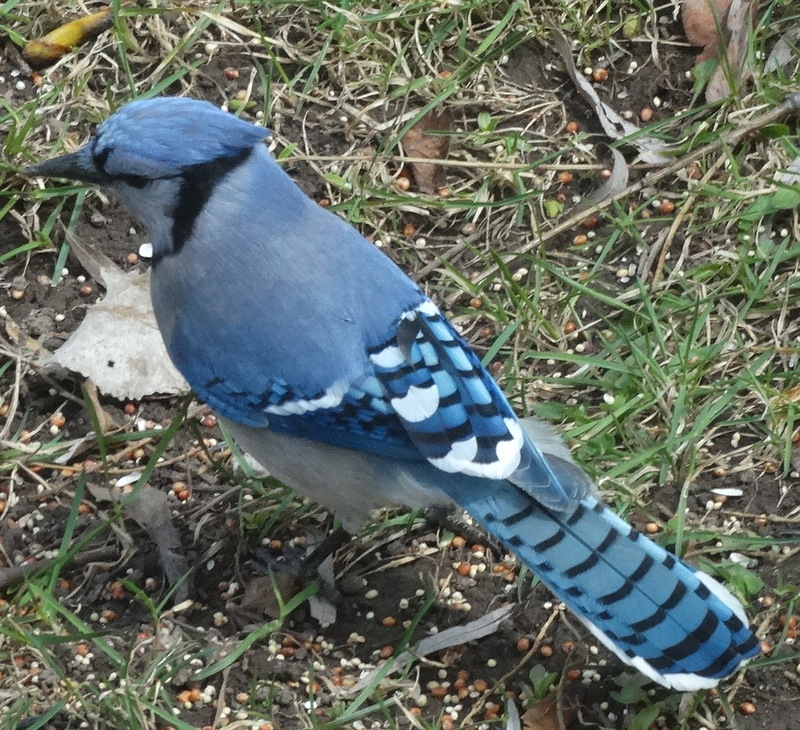 I'm pretty sure this is a blue jay.  Correct me if I'm wrong.