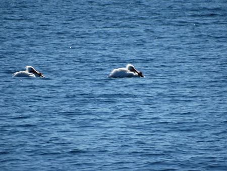 A pair of pelicans