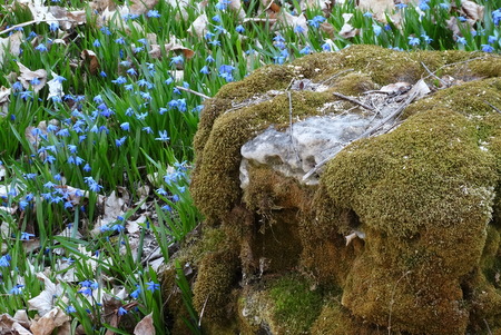 Bluebells and moss