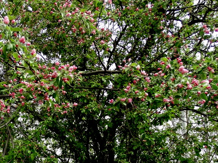 A crab apple tree in bloom