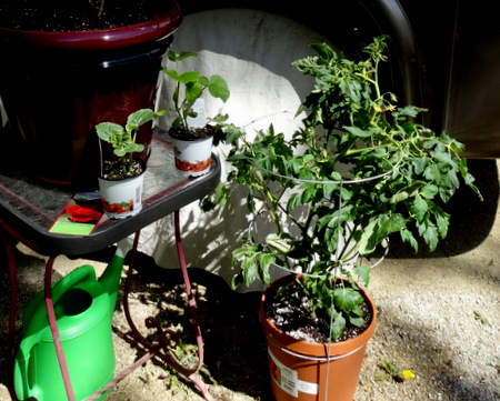 The potted tomato plant and the smaller squash and watermelon plants.