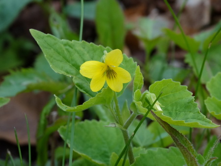 Is it possible to have a yellow violet?