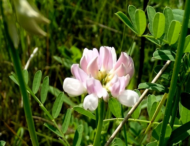 A small wildflower