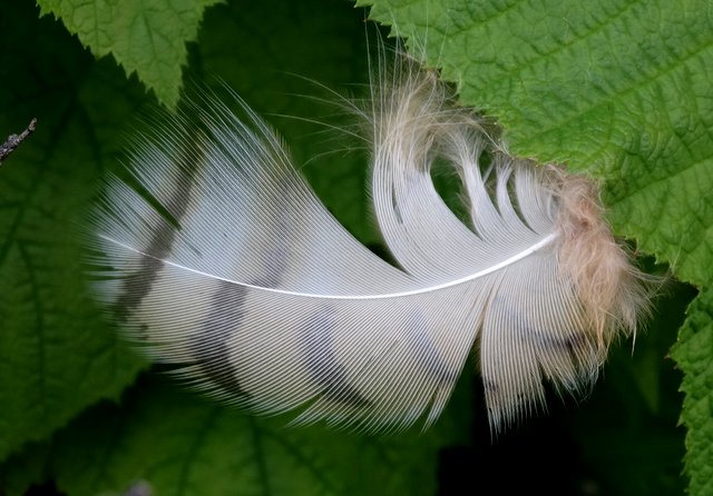 A fallen feather