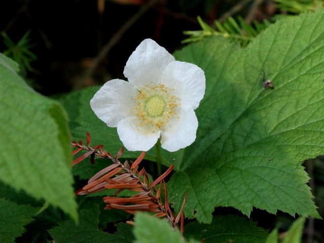 I think this is Canada Anemone.