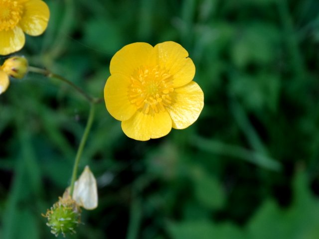 Swamp buttercup?  Marsh marigold?  Or what?