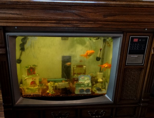 An old television turned into an aquarium!