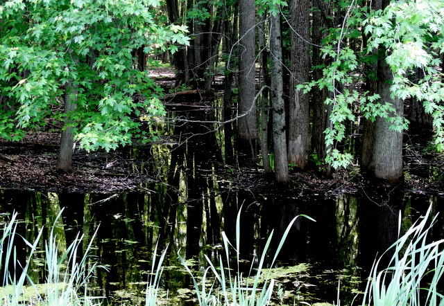 Deep marshy woods