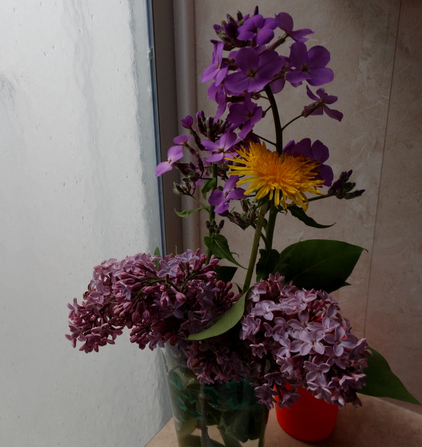 These are the flowers I picked yesterday and put in the bathroom to enjoy without the kitties eating them!