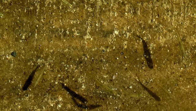 I saw hundreds of tiny fish in Europe Lake.  I assume this means there are lots of big ones too.
