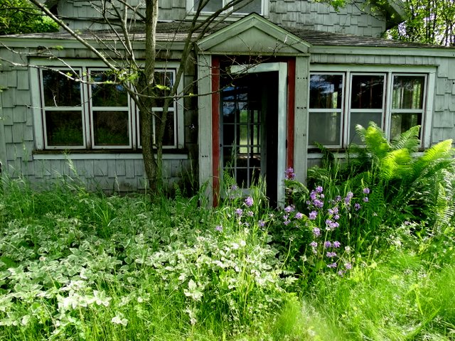 Overgrown front door