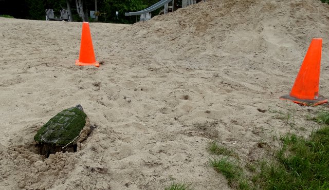 Of course children and adults began gathering to watch. Bob put cones around her to set a perimeter. One of the children said, "We should give her a name," so we all sat around trying to think of a good name for her. I came up with the winning name -- Sandy!