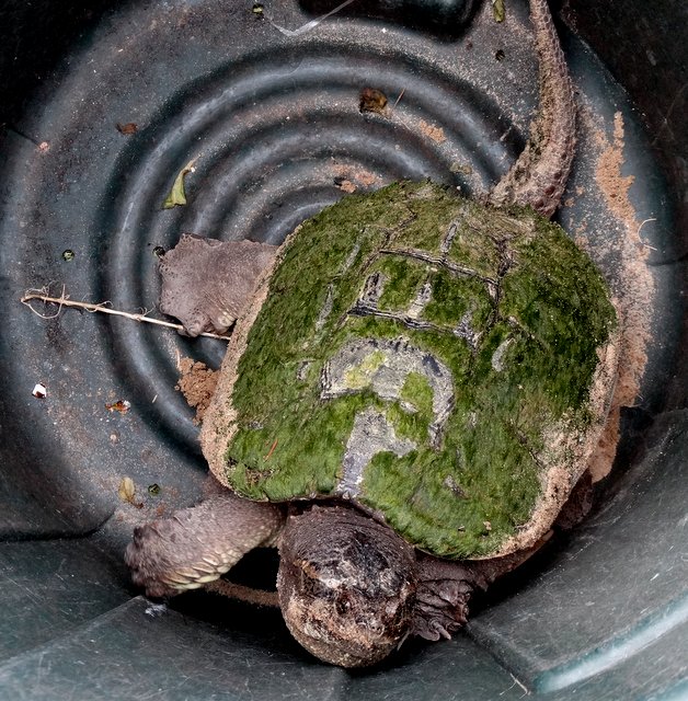 ...and then he put the barrel in his golf cart and drove her back to the marsh. Once he released her she started turning back as though to go back to the nest. Bob tried to head her back the other way but finally gave up and drove back, leaving her to do whatever she had a mind to do.