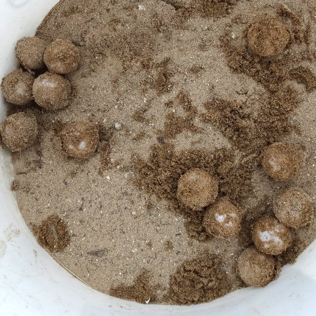 When Bob came back with a bucket, I carefully dug the eggs up and we put them in the bucket with sand over them.  There were thirteen eggs!  I thought they would be soft shelled, but they were kind of like small ping pong balls.