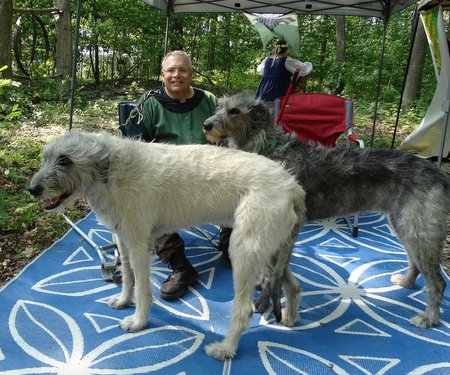 ...and two wolfhounds.