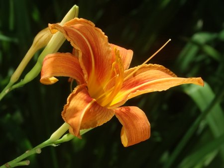 This was a day lily outside our window as we were having lunch.