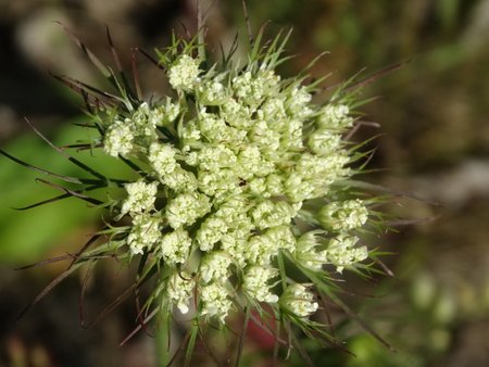 This looks a little like Queen Ann's Lace.  Correct me if I'm wrong.