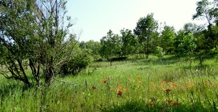This is the field I found all the wildflowers in.