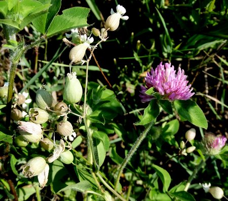 Here's purple clover with that other bell shaped flower.