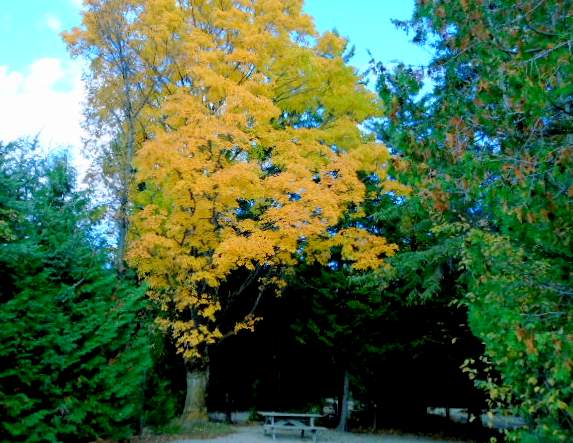 One of our campsites has a glorious tree.