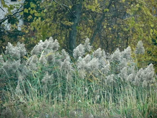 I've been fascinated with the variety of grasses along the Wisconsin highways.