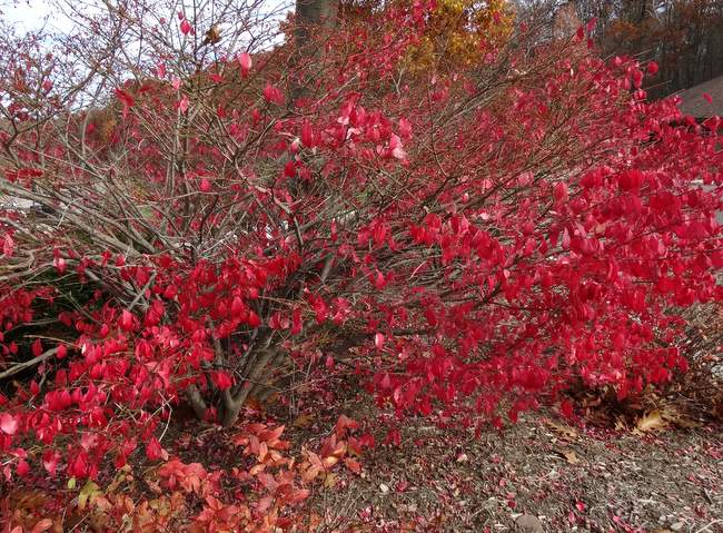 A beautiful red bush that is beginning to lose it's leaves.
