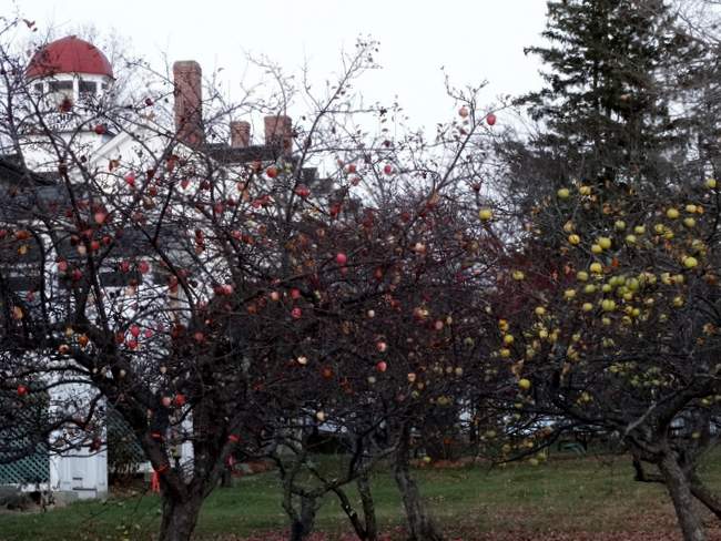Apple trees at the Shaker village