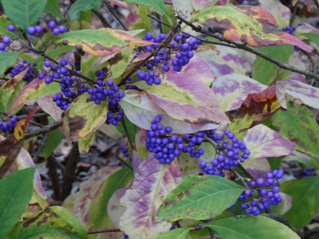 On our way, we saw these purple berries that someone said are beauty berries.