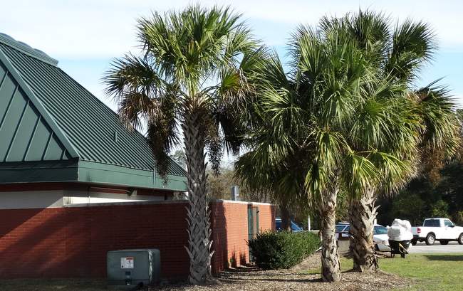 We saw palm trees at the rest stop where we took a break midway.