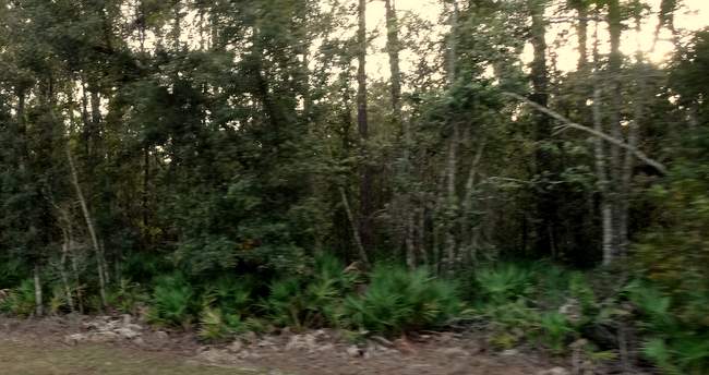 I caught this while driving by so it's a little blurry, but the low shrubbery here looks like miniature palm trees. 
