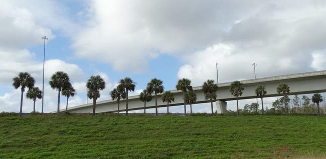 Palm trees along the highway