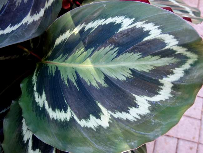 I kind of liked this leaf pattern!