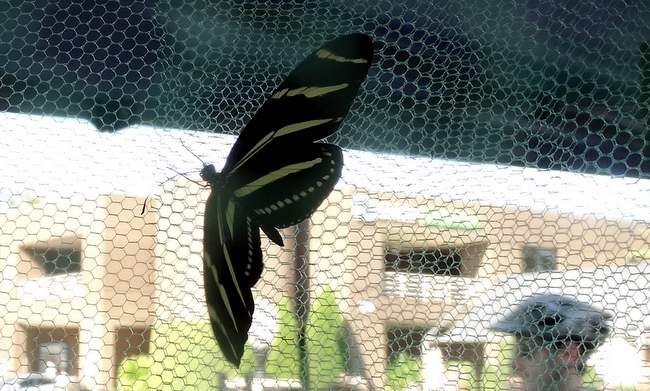 There was a butterfly cage with different varieties...