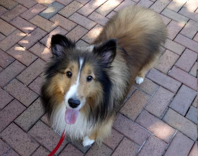 A sheltie. After I took this picture, the owner asked if I'd take a picture of the two of them together on his cell phone. Such a pretty dog!