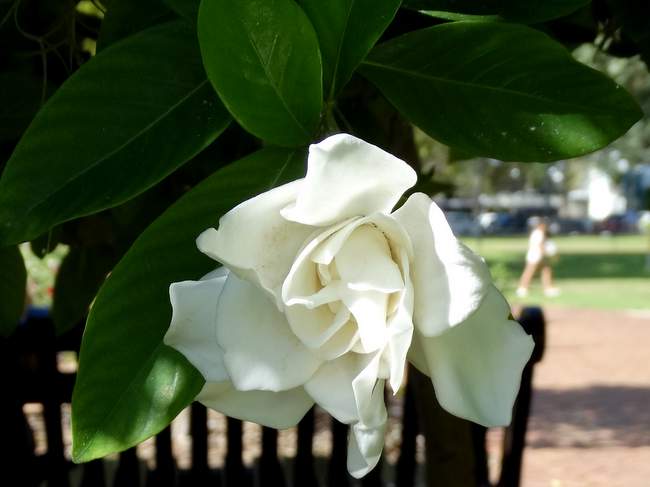 Heavenly smelling gardenia