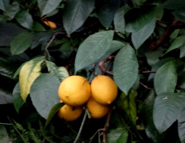 These are lemons growing in somebody's back yard!